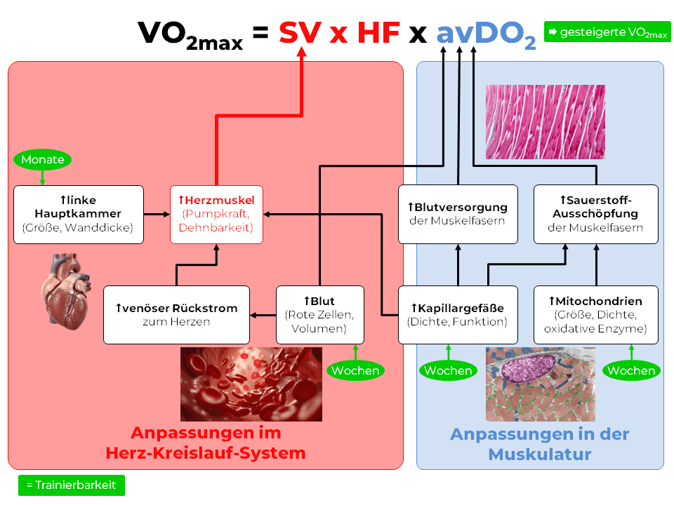 Infografik zu VO2max und Herzzeitvolumen